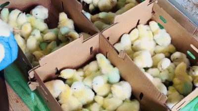 Seas accumsan nulla nec lacus ultricies placerat.