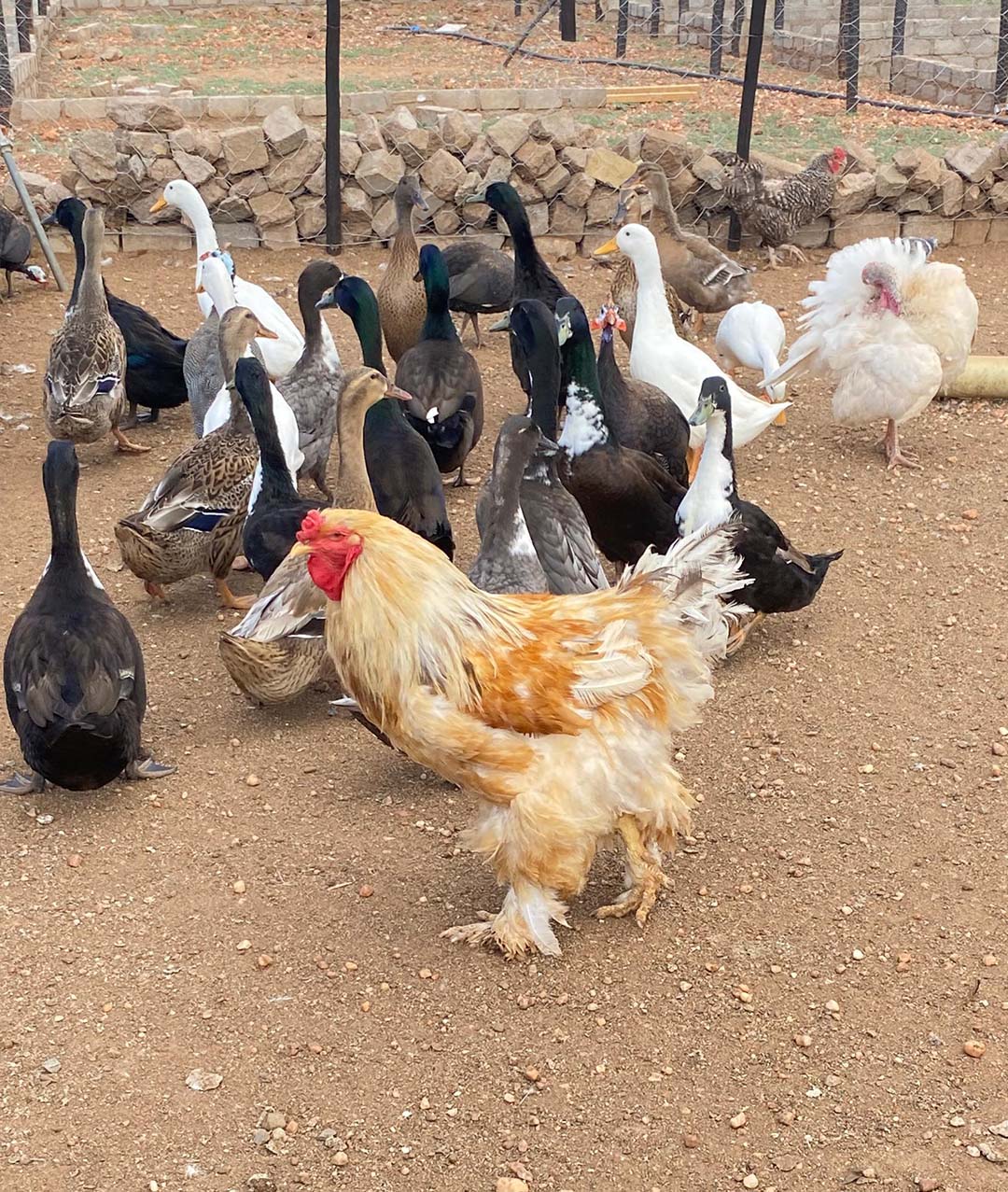 farm